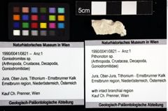 Foto (Objket + Etiketten) von Pithonoton sp. 